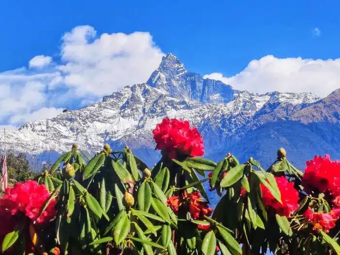 Short hike to Rhododendron forest in Nepal